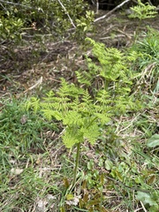 Hypolepis millefolium