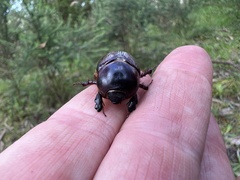Heteronychus arator
