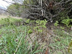 Hypolepis millefolium