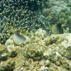 Chaetodon baronessa