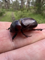 Heteronychus arator