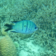 Abudefduf whitleyi