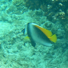 Heniochus singularius