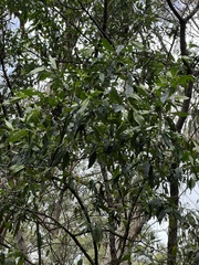 Prostanthera lasianthos
