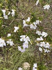 Prostanthera nivea