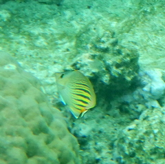 Chaetodon pelewensis