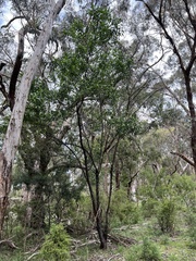 Prostanthera lasianthos