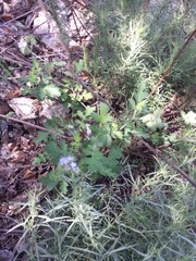 Phacelia rupestris