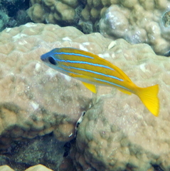 Lutjanus kasmira