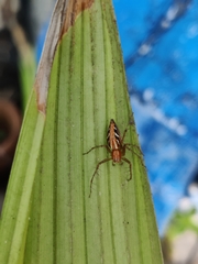 Oxyopes macilentus
