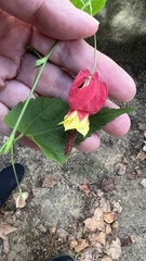 Callianthe megapotamica