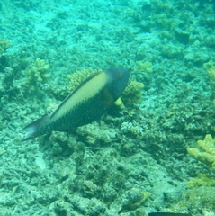 Cetoscarus ocellatus