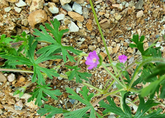 Geranium dissectum