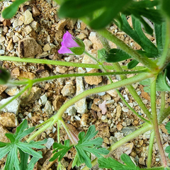 Geranium dissectum