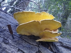 Laetiporus