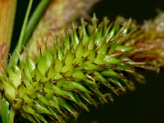 Carex fascicularis