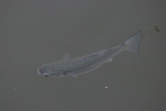 Mugilidae