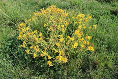 Senecio selloi