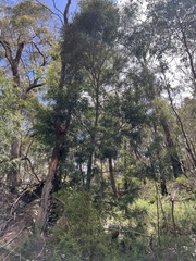 Acacia floribunda