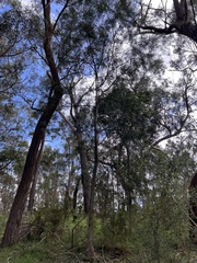 Acacia floribunda
