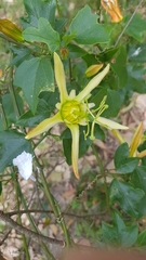 Passiflora