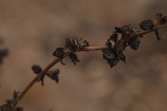 Atriplex intracontinentalis