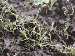 Cladonia scabriuscula