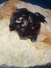 Rhinophrynus dorsalis