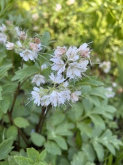 Hydrophyllum occidentale