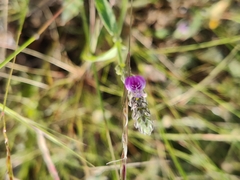 Justiciinae