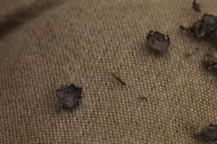 Atriplex intracontinentalis