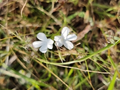 Plumbago zeylanica