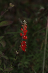 Lamourouxia multifida