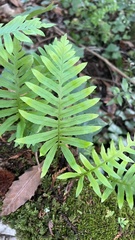 Polypodium cambricum