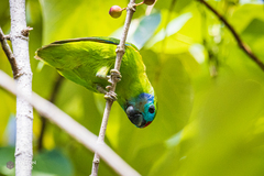 Cyclopsitta diophthalma