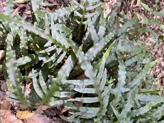 Blechnum patersonii
