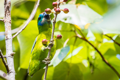 Cyclopsitta diophthalma