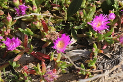 Carpobrotus rossii