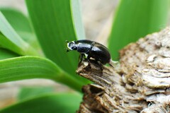 Aphodiini