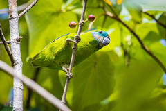 Cyclopsitta diophthalma