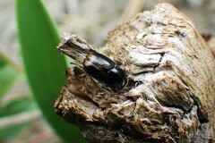 Aphodiini