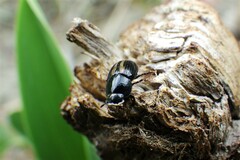 Aphodiini