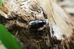 Aphodiini