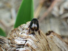 Aphodiini