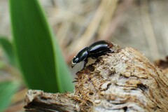 Aphodiini