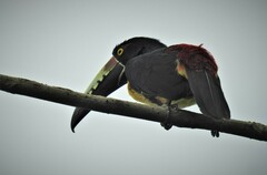 Pteroglossus torquatus