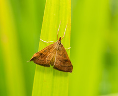 Mnesictena flavidalis