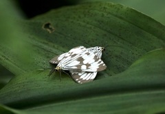 Nyctemera adversata