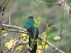 Pharomachrus auriceps