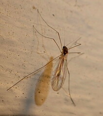 Trichocera